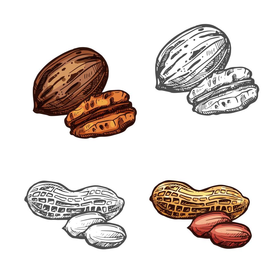 Nut and bean isolated sketch of peanut and pecan vector