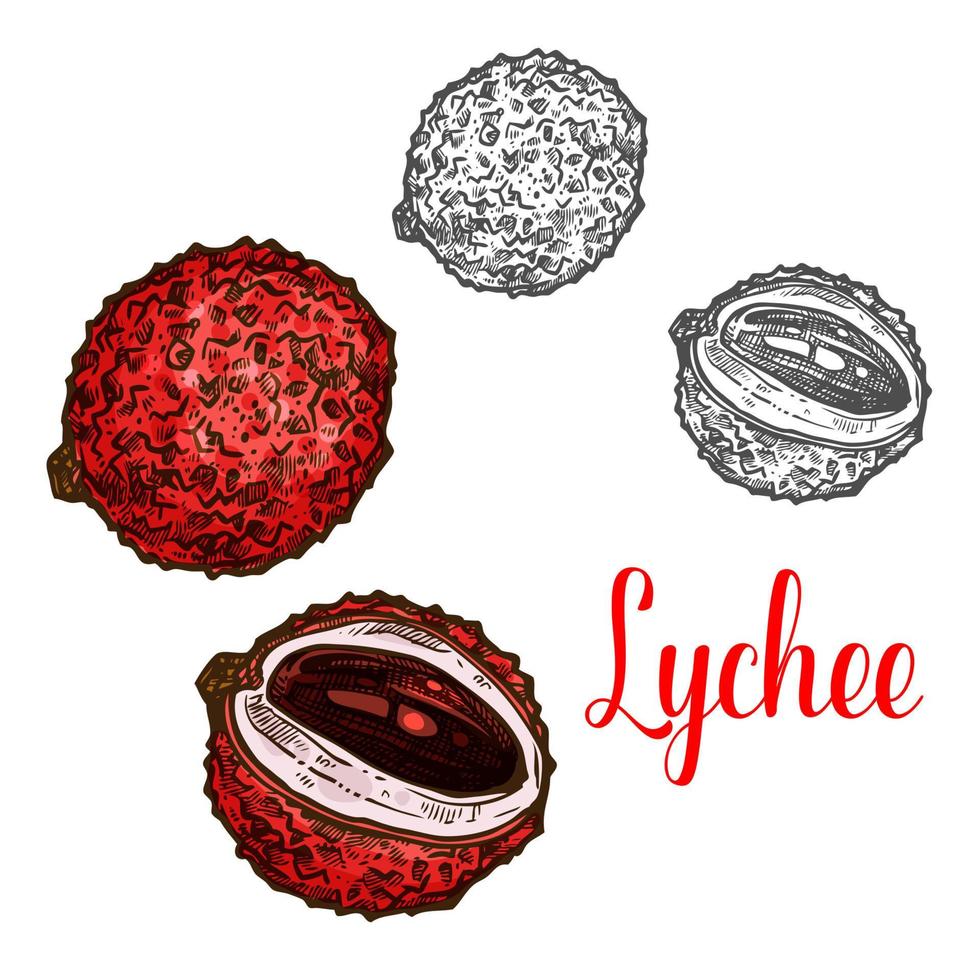 Lychee fruit sketch of exotic tropical litchi vector