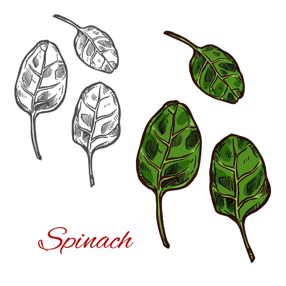 Spinach vegetable sketch with fresh green leaf vector