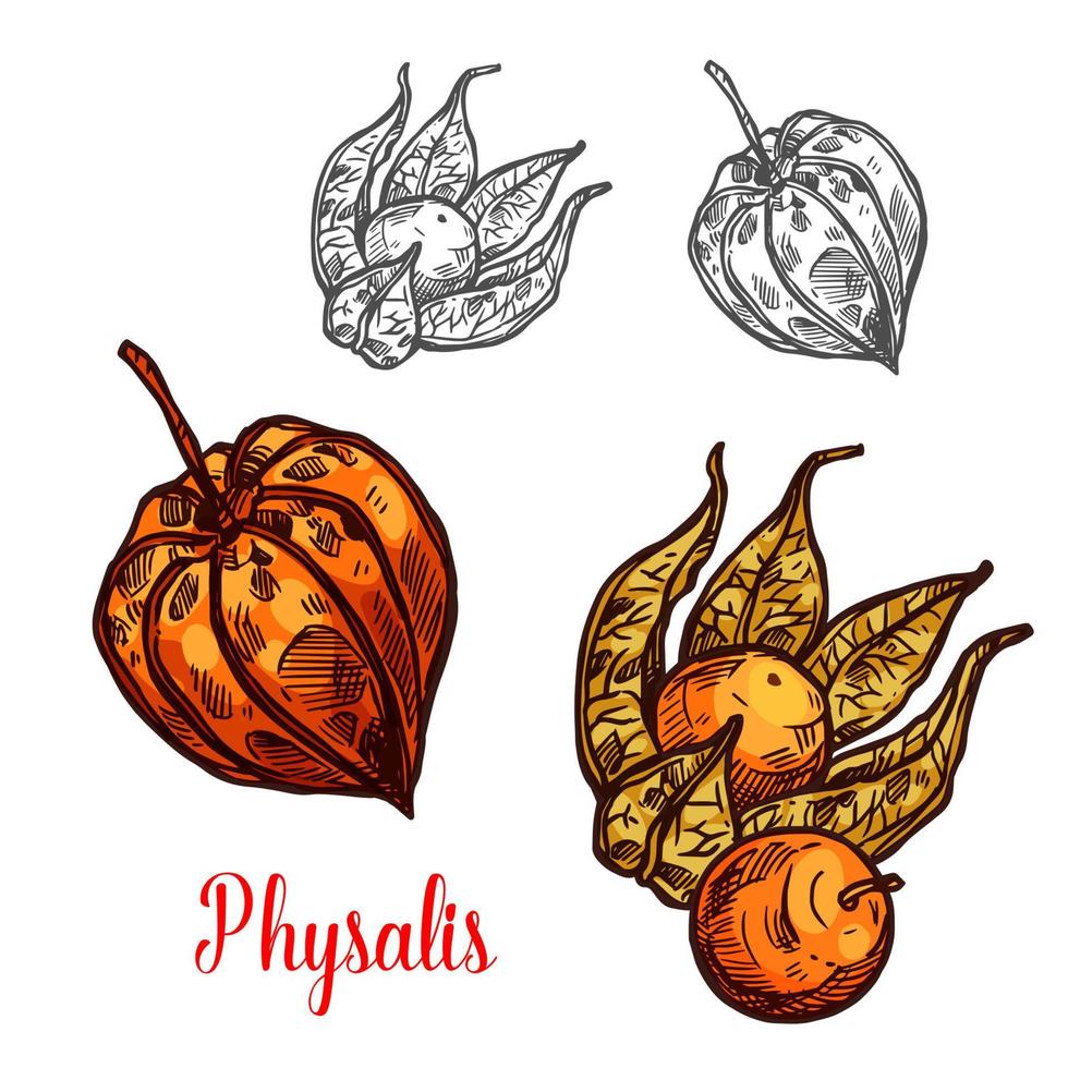 bosquejo de bayas de cereza molida o fruta de physalis vector