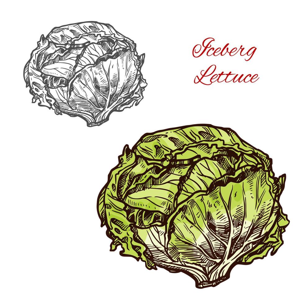 Iceberg lettuce vector sketch vegetable