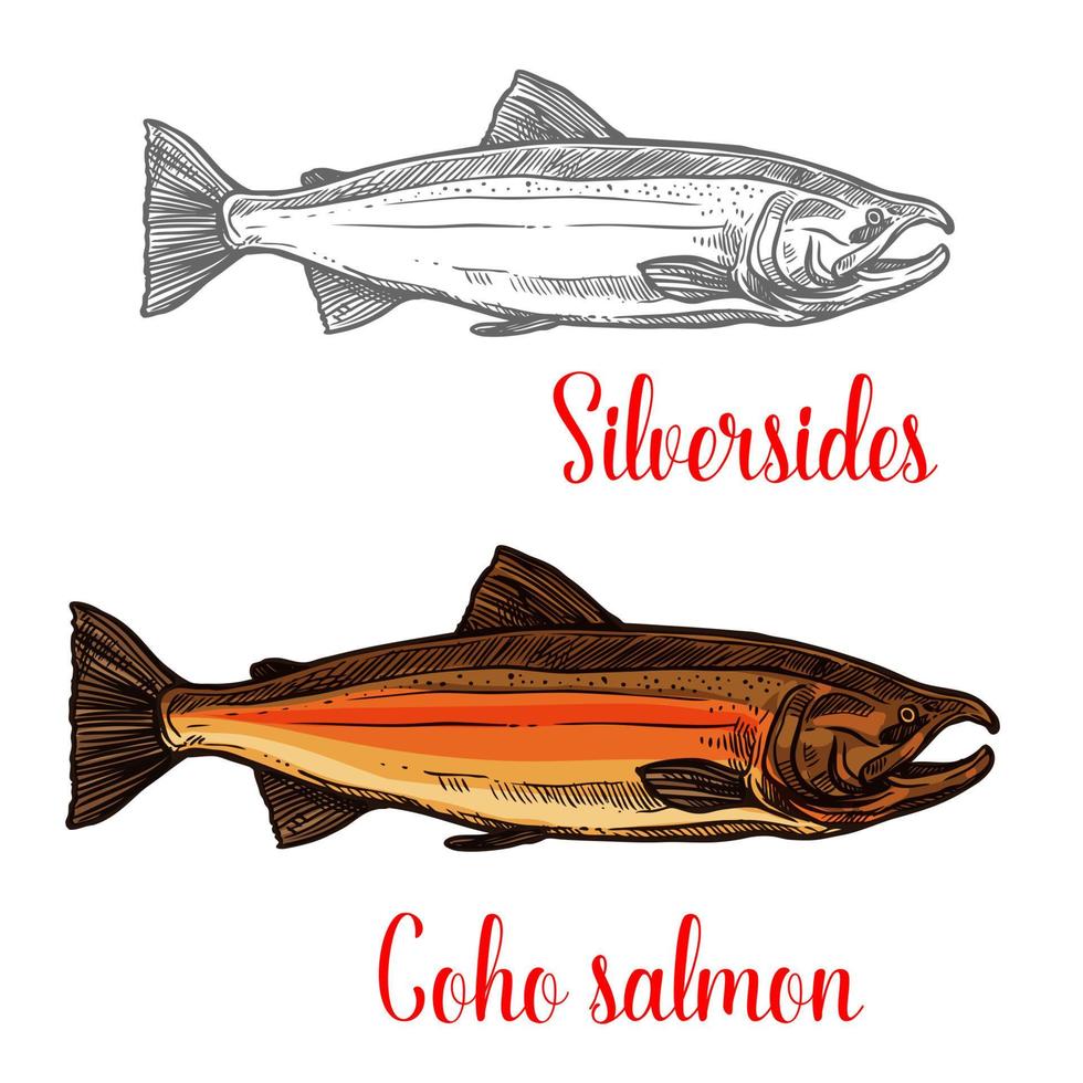 Coho salmon fish sketch of marine animal design vector