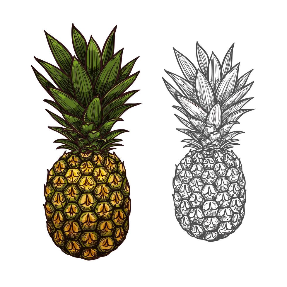 boceto de frutas tropicales de piña para el diseño de alimentos vector