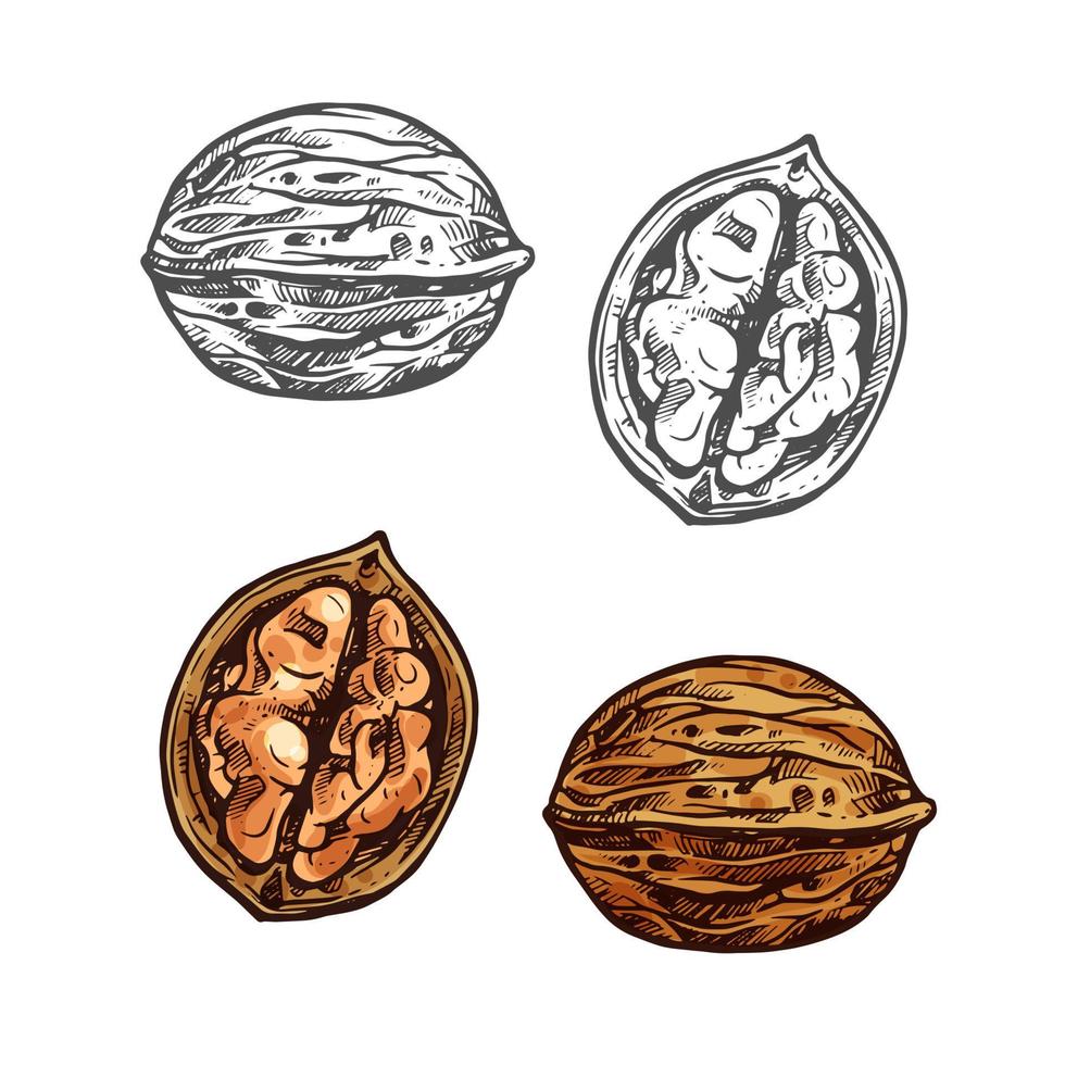 Walnut sketch of whole nut, nutshell and kernel vector