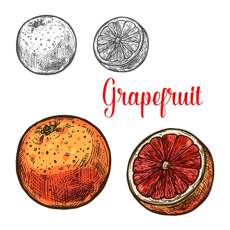 Grapefruit sketch of ripe tropical citrus fruit vector