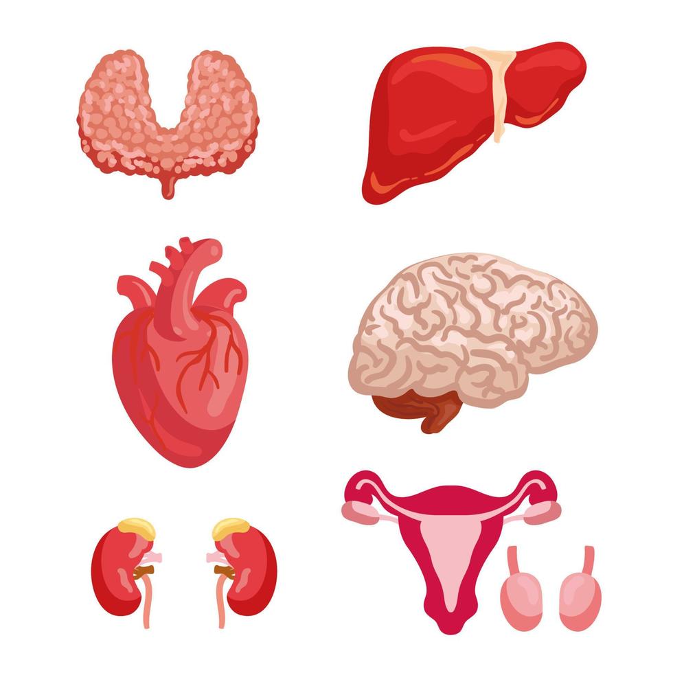 icono de anatomía de órganos humanos para el diseño de medicamentos vector