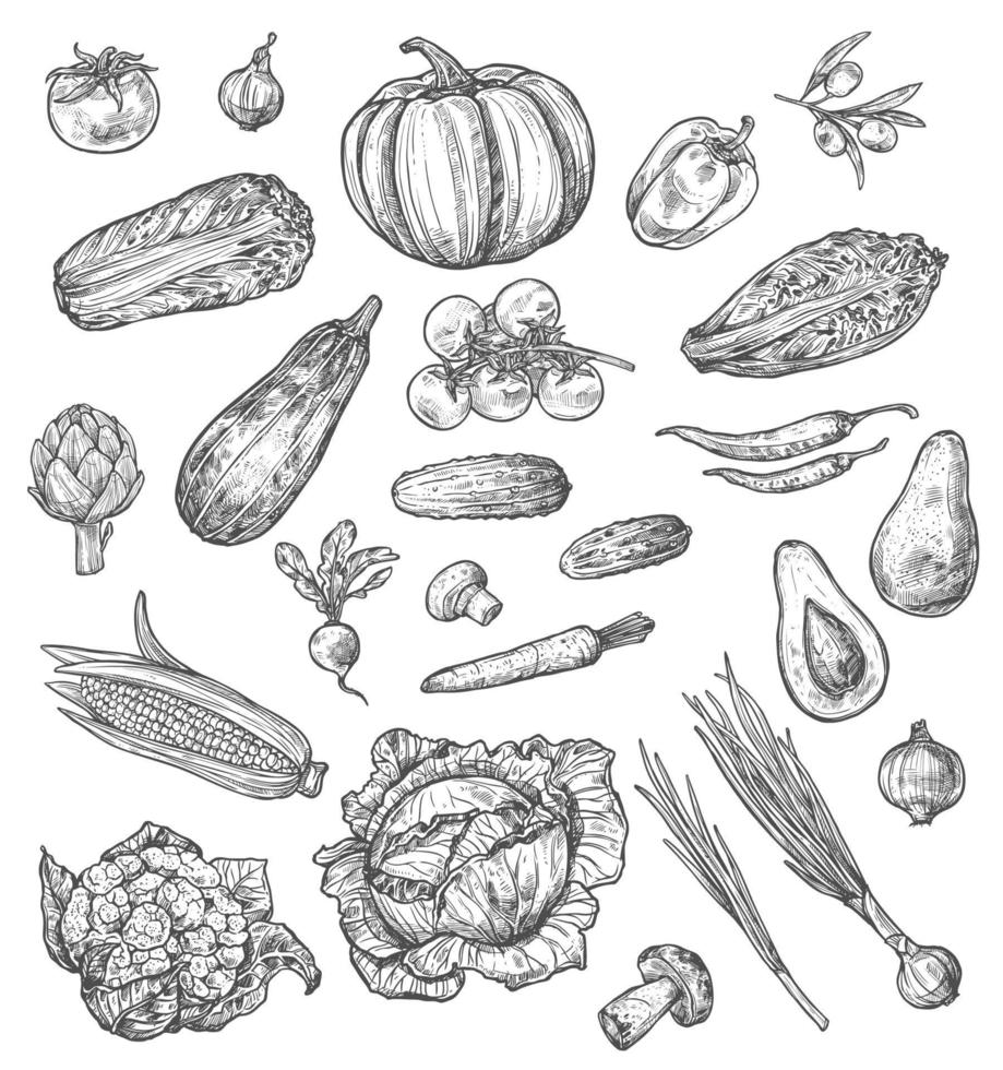 Vegetable and mushroom sketch of fresh veggies vector