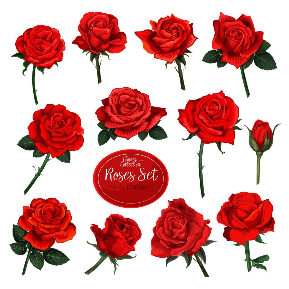 Set of red rose flower blooms with green leaves vector