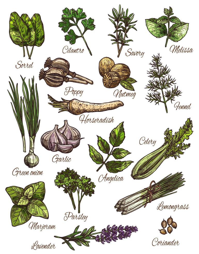 Spice, herb and fresh leaf vegetable sketch design vector