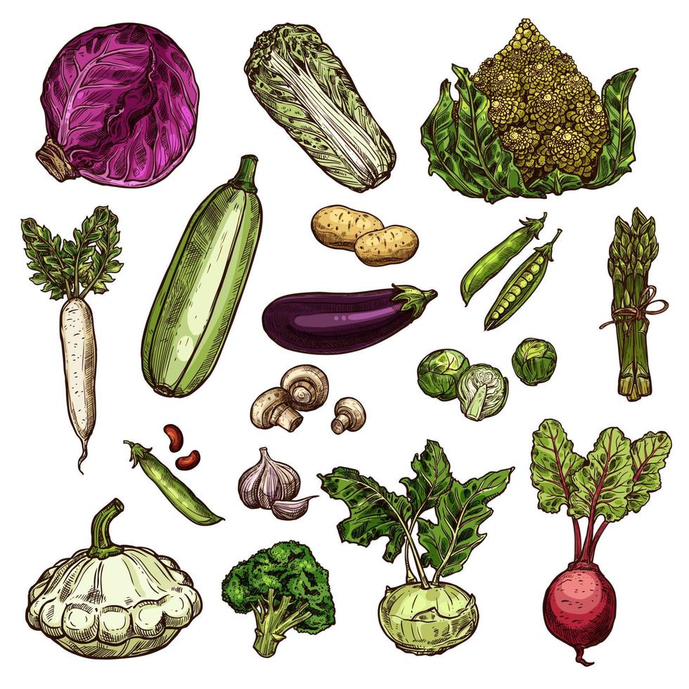 Set of vegetable icons vector