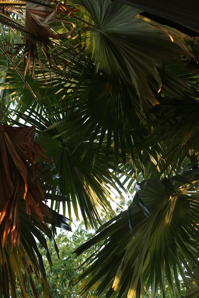 hojas de palma verdes y anchas en un jardín foto