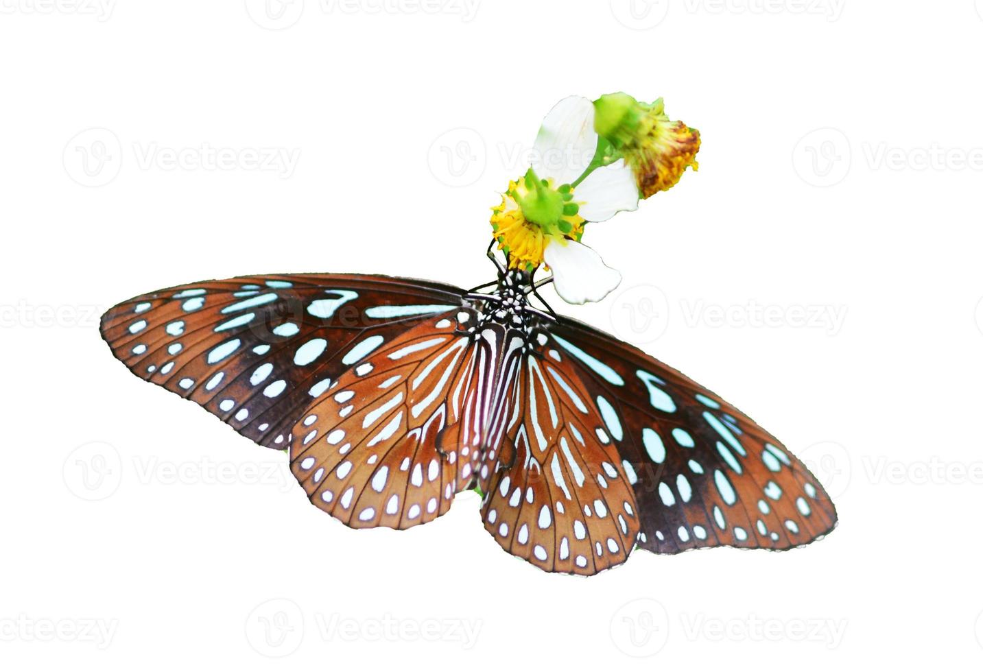 Butterfly on white background easy to use in projects. photo