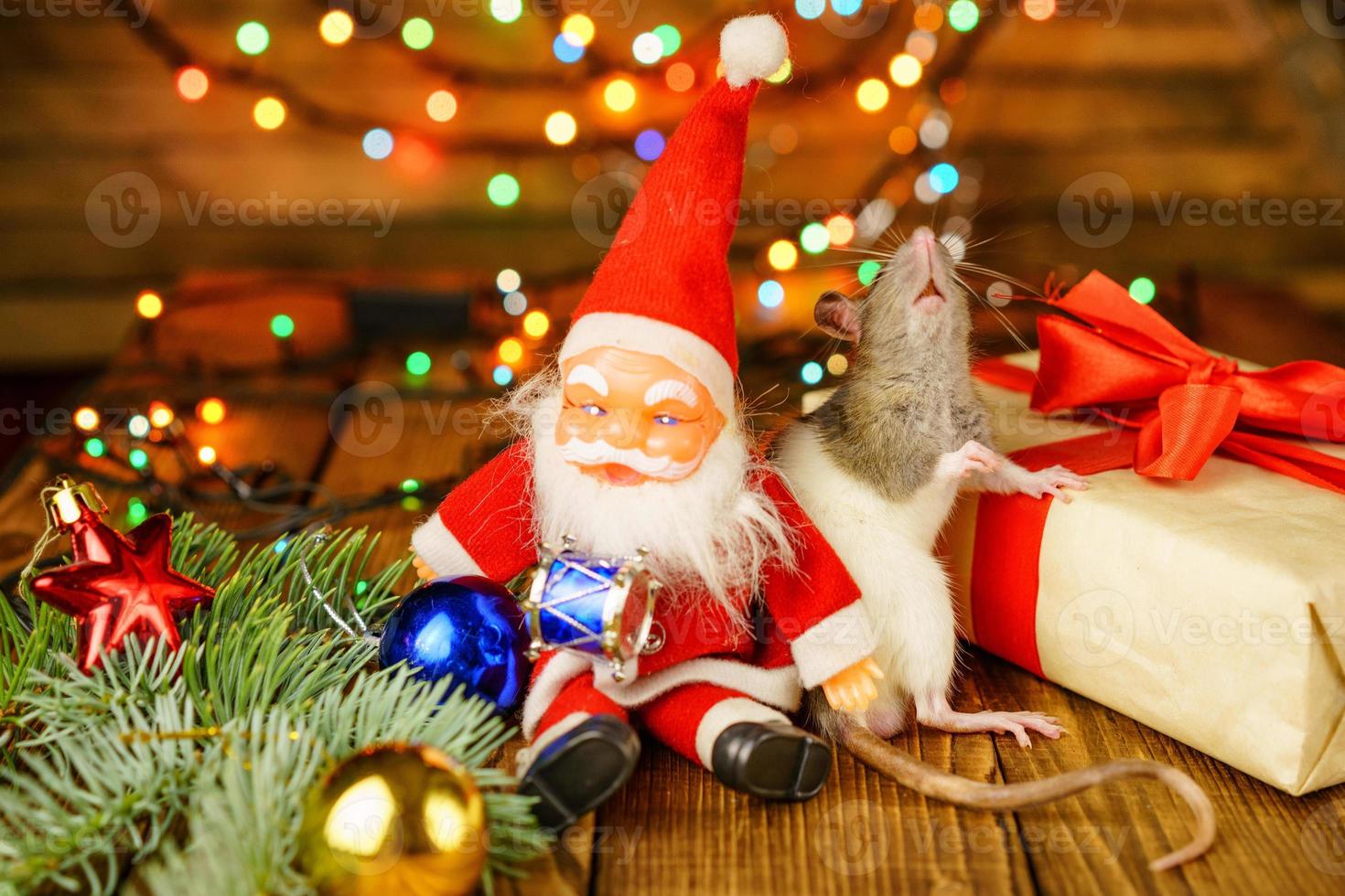 happy rat on with Santa Claus and gift on wooden background multicolored bokeh photo