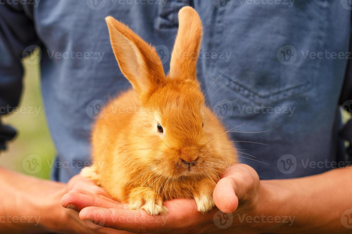 pequeño conejo lindo sentado en sus manos foto