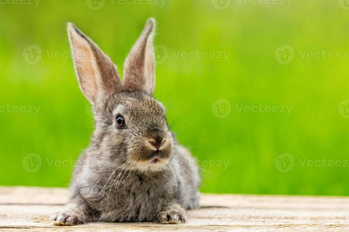 Portrait of a cute fluffy gray rabbit with ears on a natural green background photo