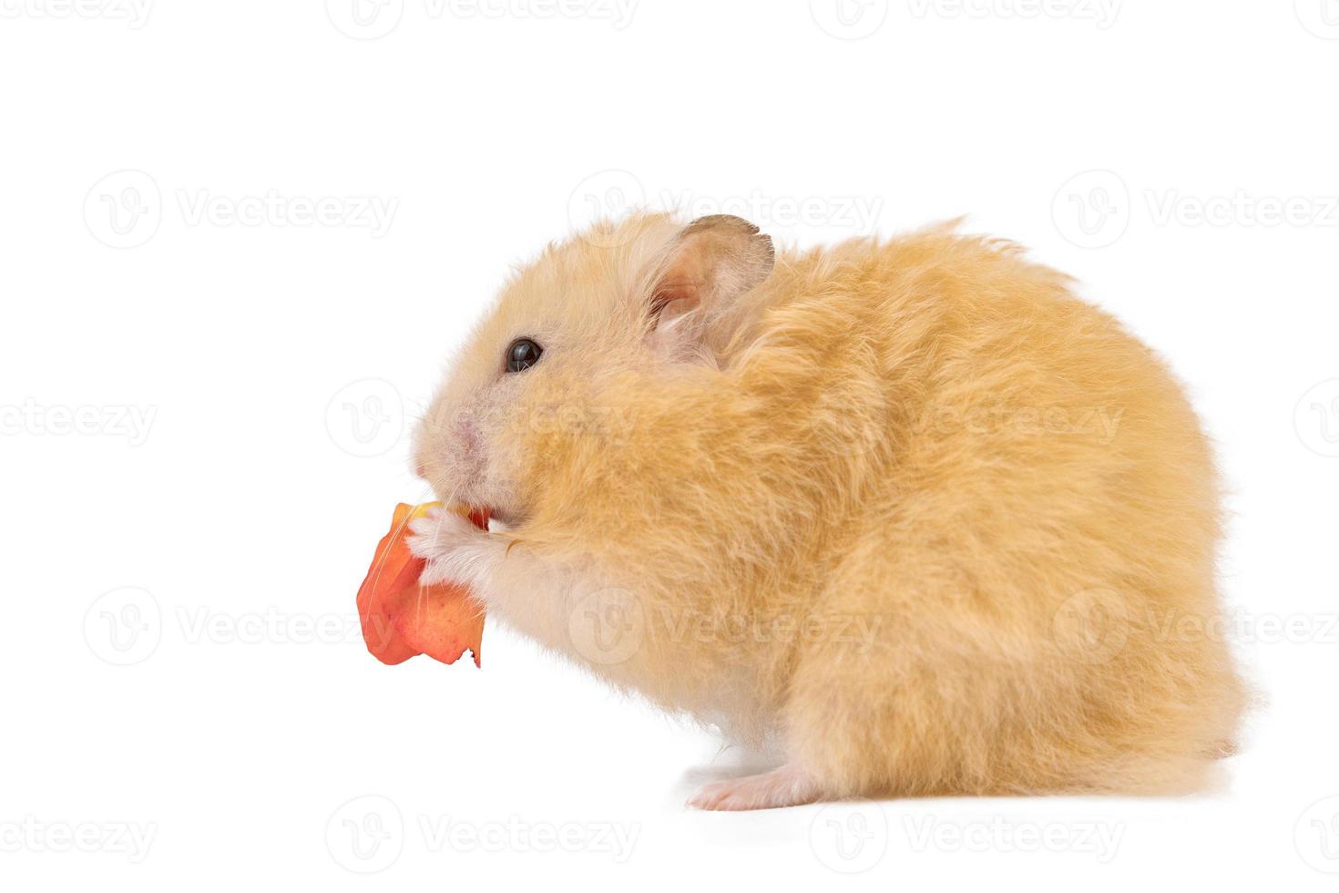 fluffy cute peach hamster on white background isolated photo