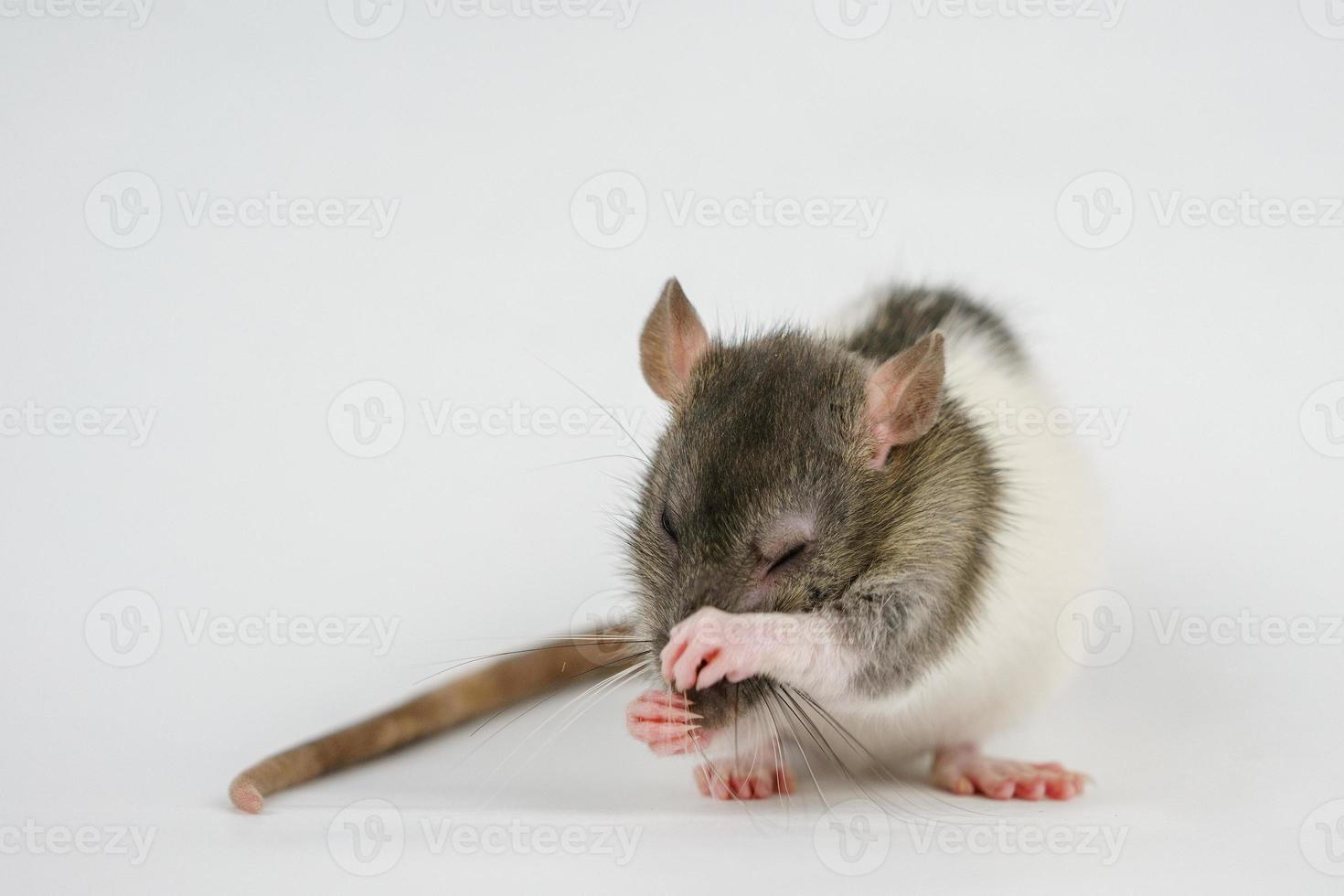 beautiful rat closeup on white background watching photo