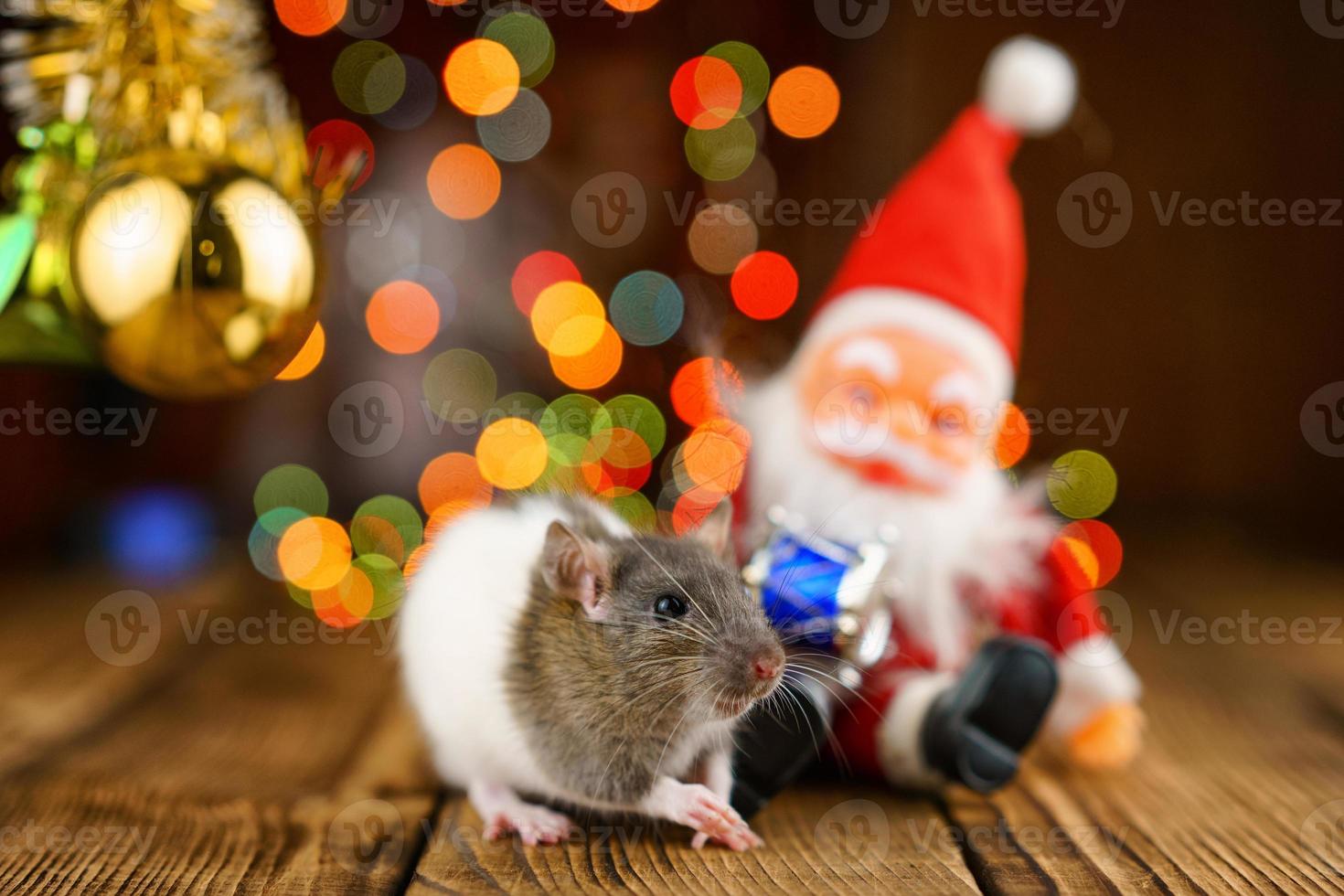 cute rat in Christmas decor, Santa Claus and bokeh photo