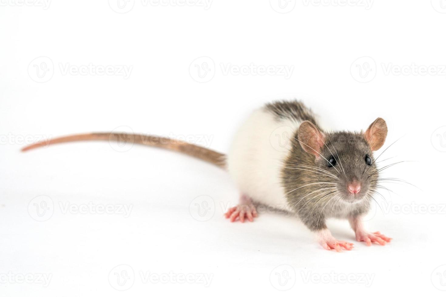 portrait of a pet rat on a white background is isolated photo