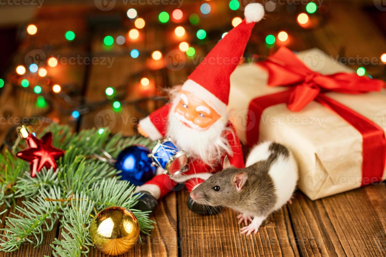 happy rat on with Santa Claus and gift on wooden background multicolored bokeh photo