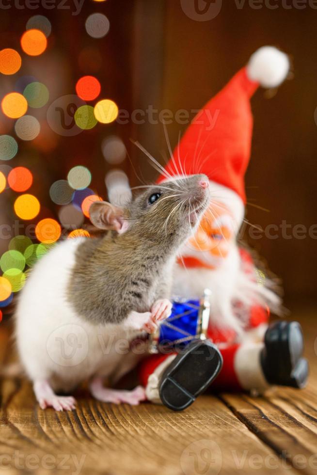 portrait of a rat on a wooden background, beautiful bokeh in the background photo