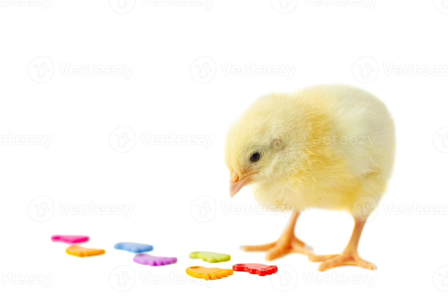 yellow cute chick on a white background isolation. photo