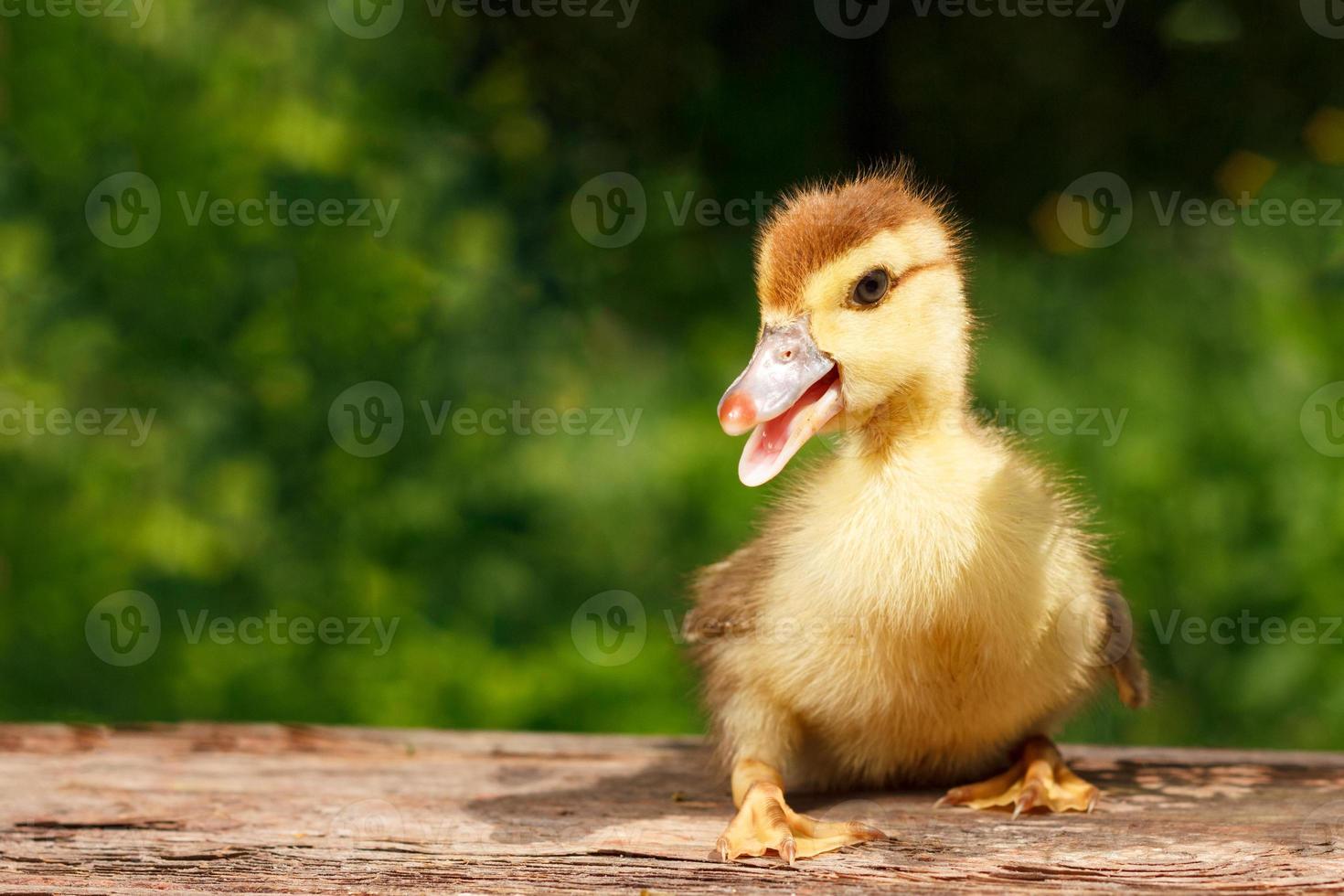 pequeño patito lindo en el fondo de la naturaleza verde foto