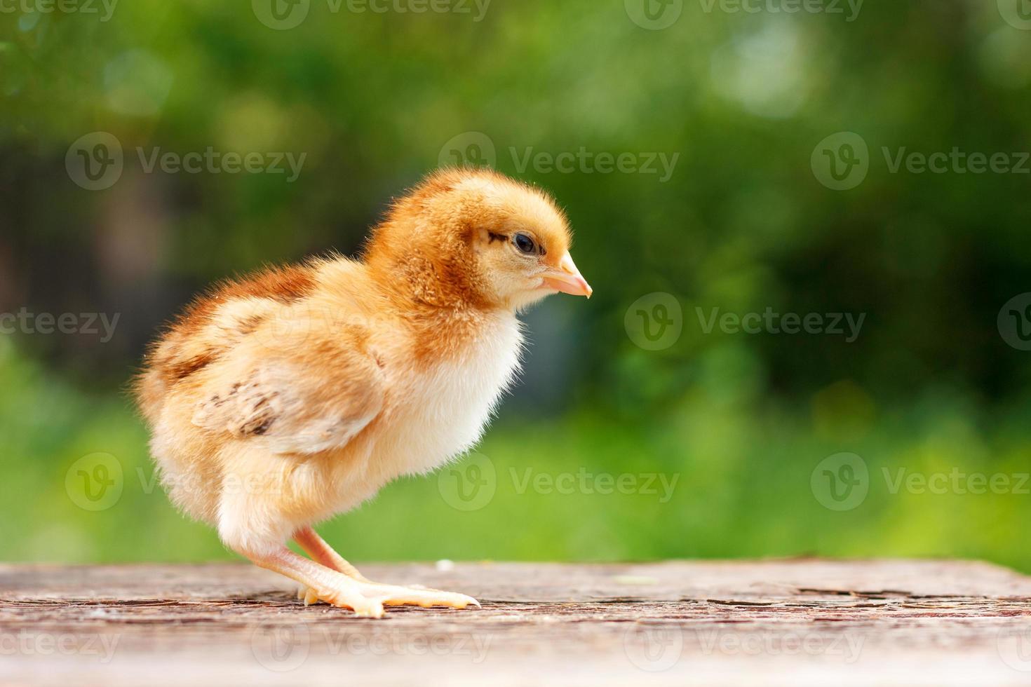 Cute little chicken on a wooden background photo