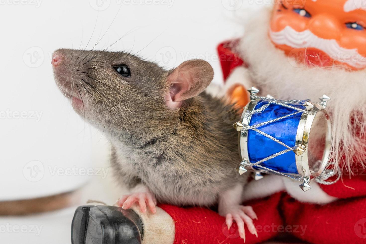 gray cute rat on white background with Santa Claus insulator photo