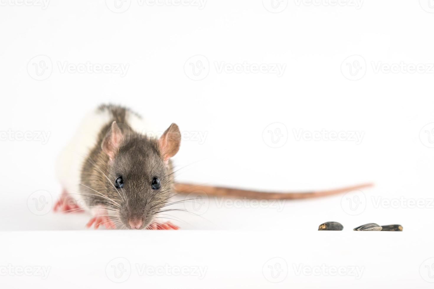 cute rat sitting on a white background are sunflower seeds photo
