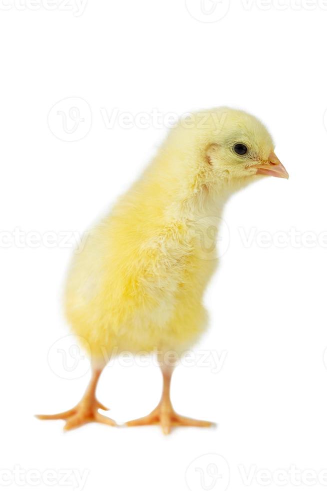 yellow cute chick on a white background isolation. photo
