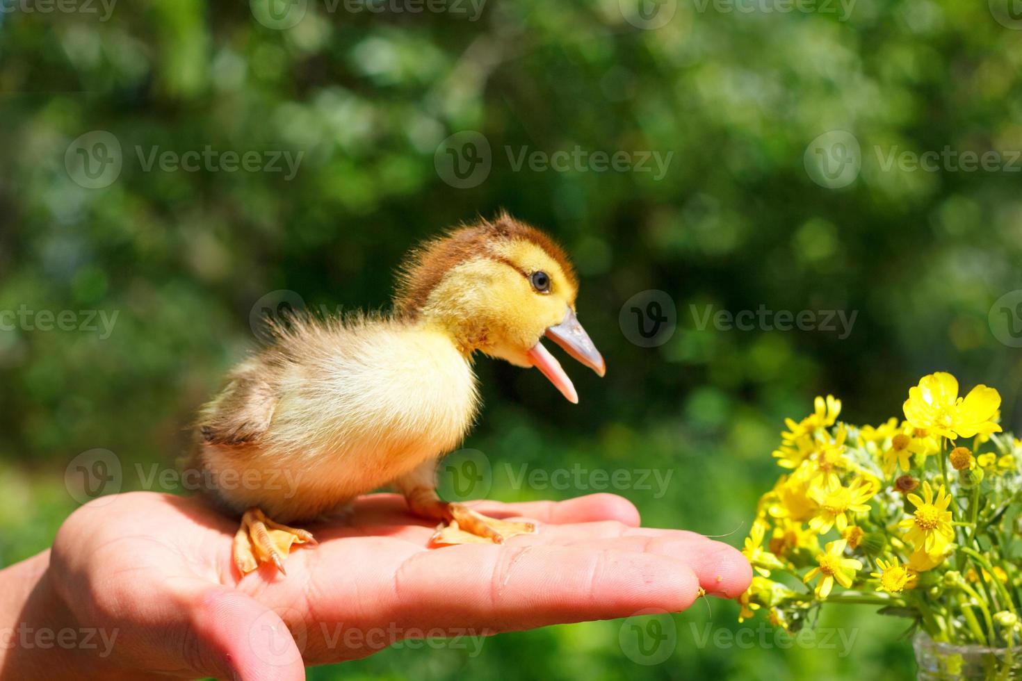 little brown duckling sitting on his arm photo