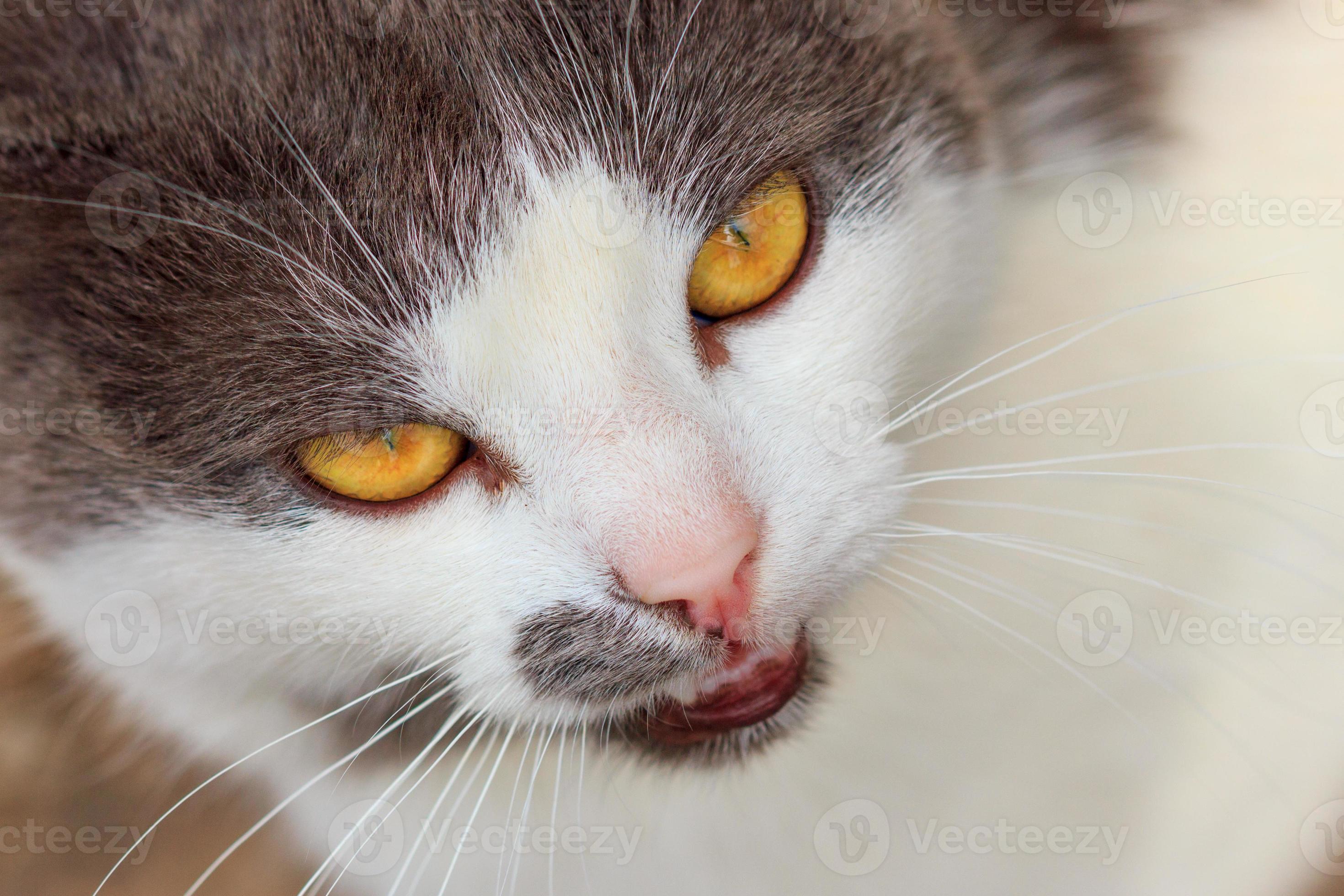 portrait of a mad cat closeup looks 13179434 Stock Photo at Vecteezy