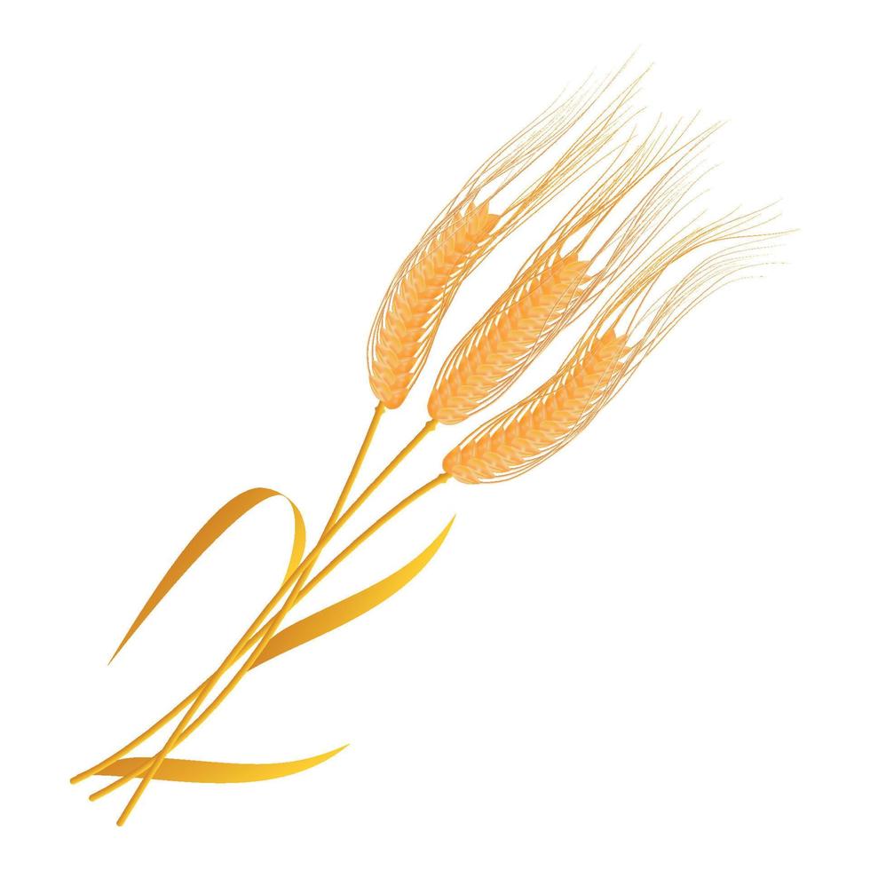 Wheat barley grains and elements vector