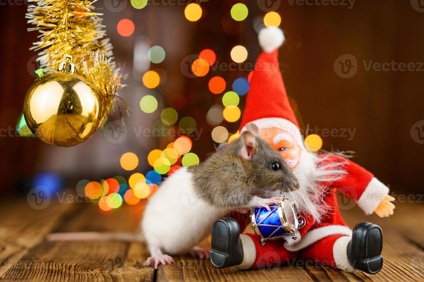 cute rat in Christmas decor, Santa Claus and bokeh photo