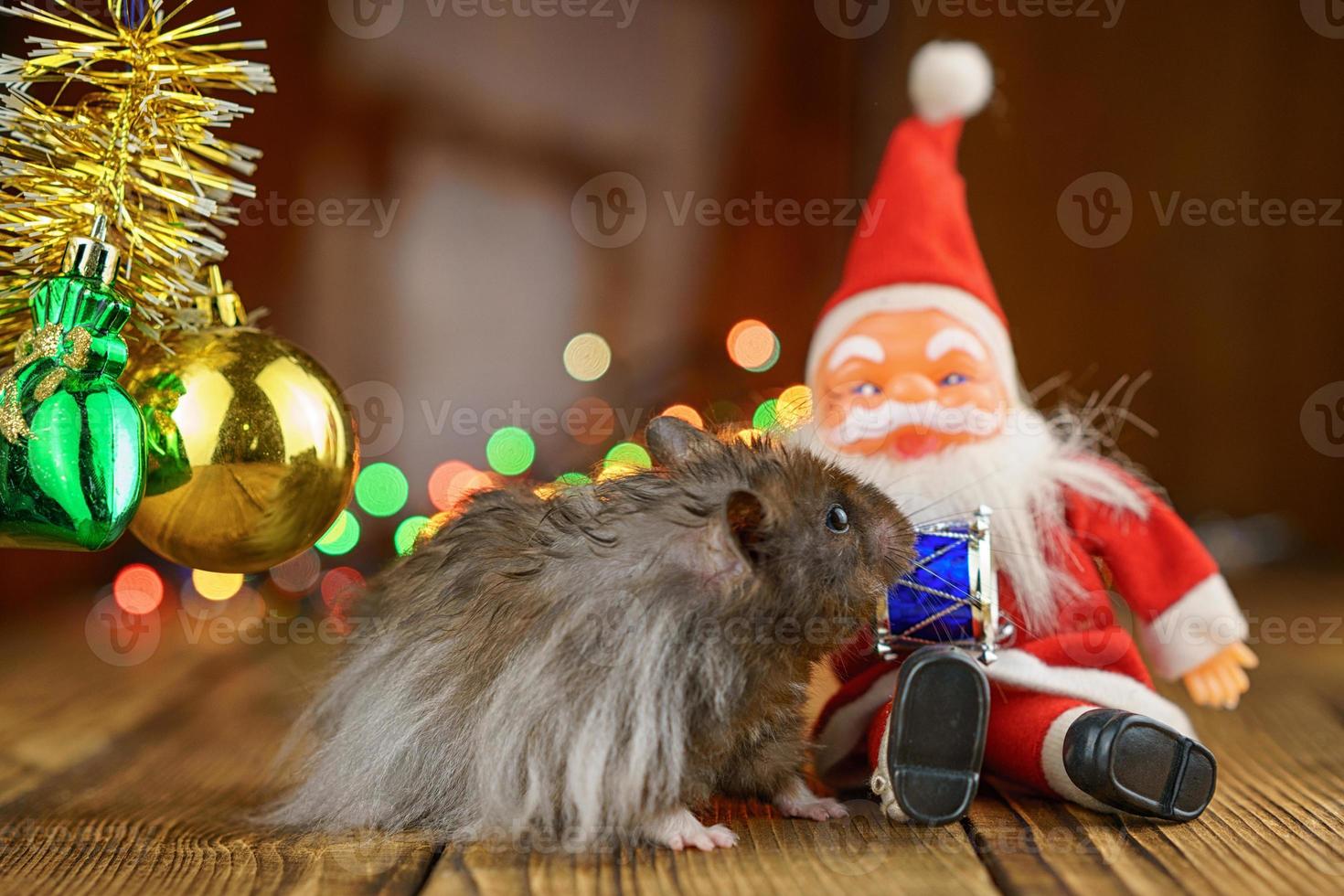 fluffy hamster with Santa Claus on beautiful bokeh background photo