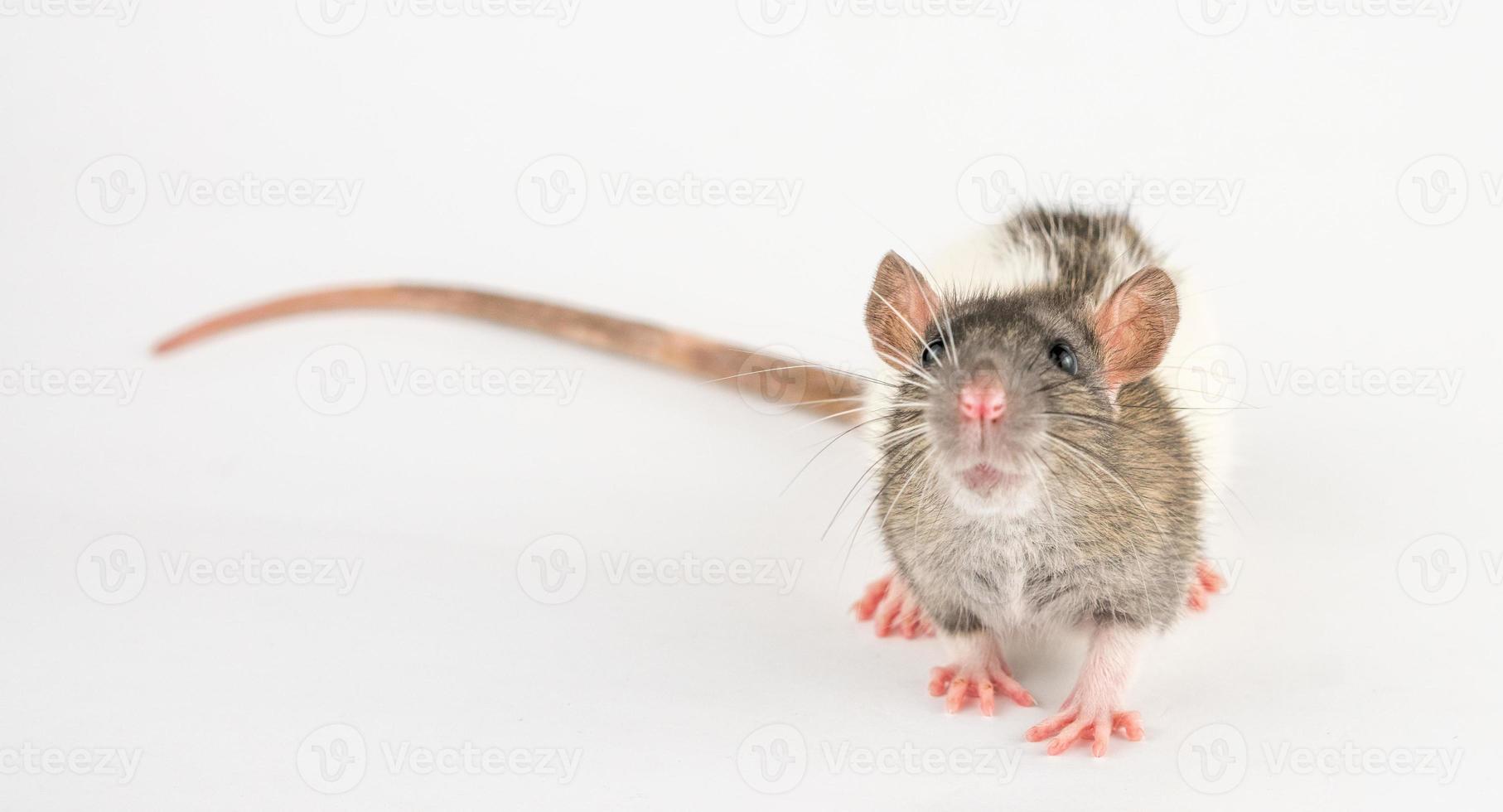 portrait of a pet rat on a white background is isolated photo