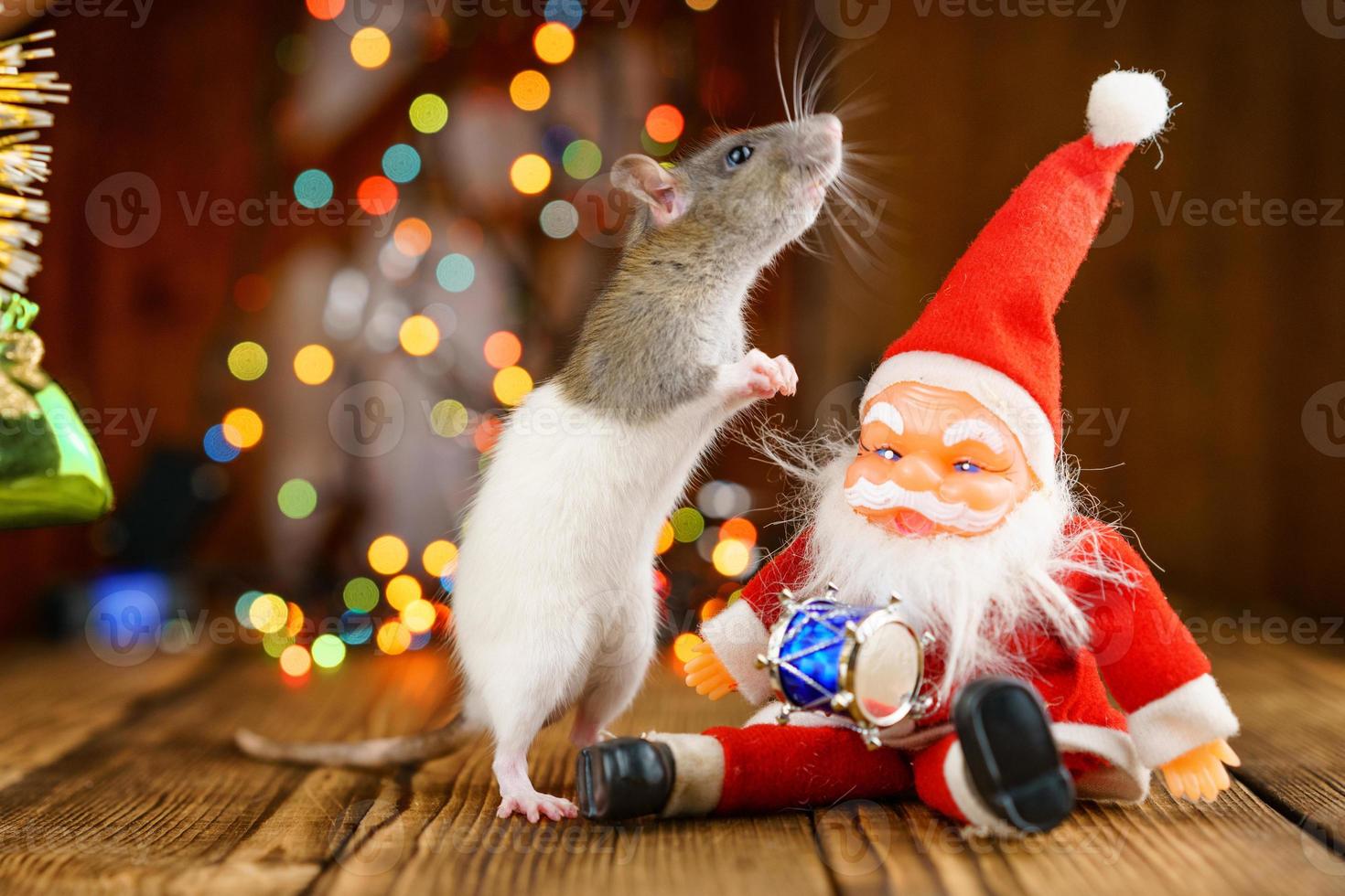 portrait of a rat on a wooden background, beautiful bokeh in the background photo