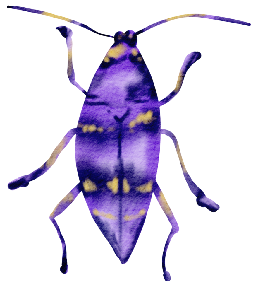 Käfer Aquarell Insekt handbemalt png