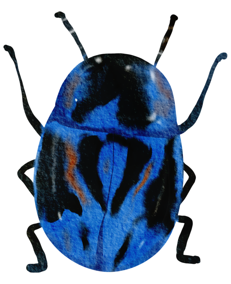 Bug watercolor insect hand painted png