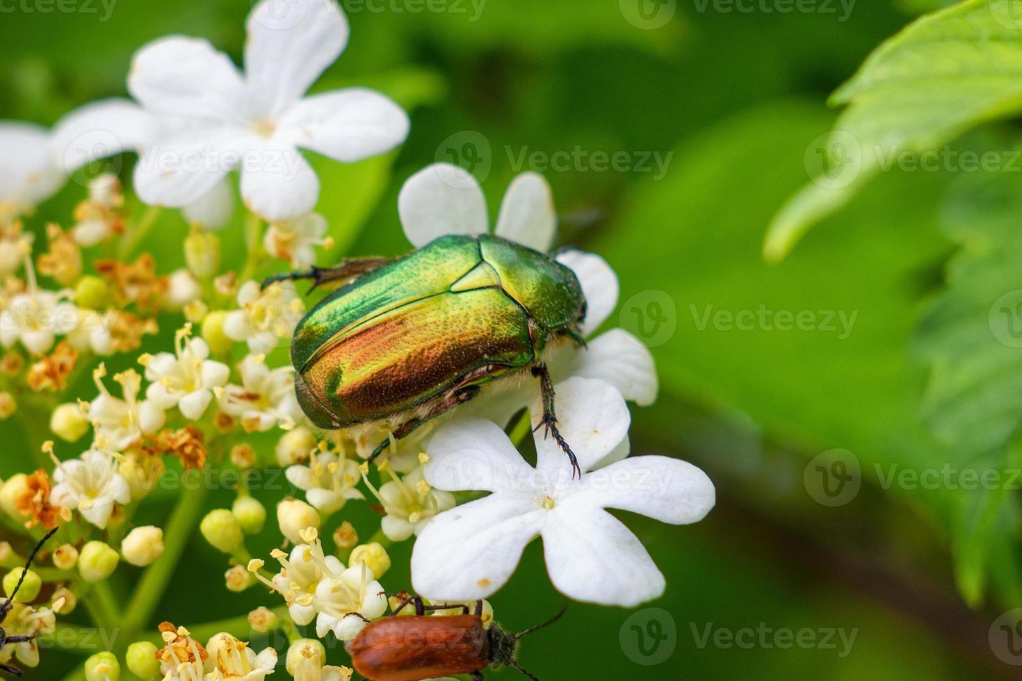 A green may bug sits on the flower photo