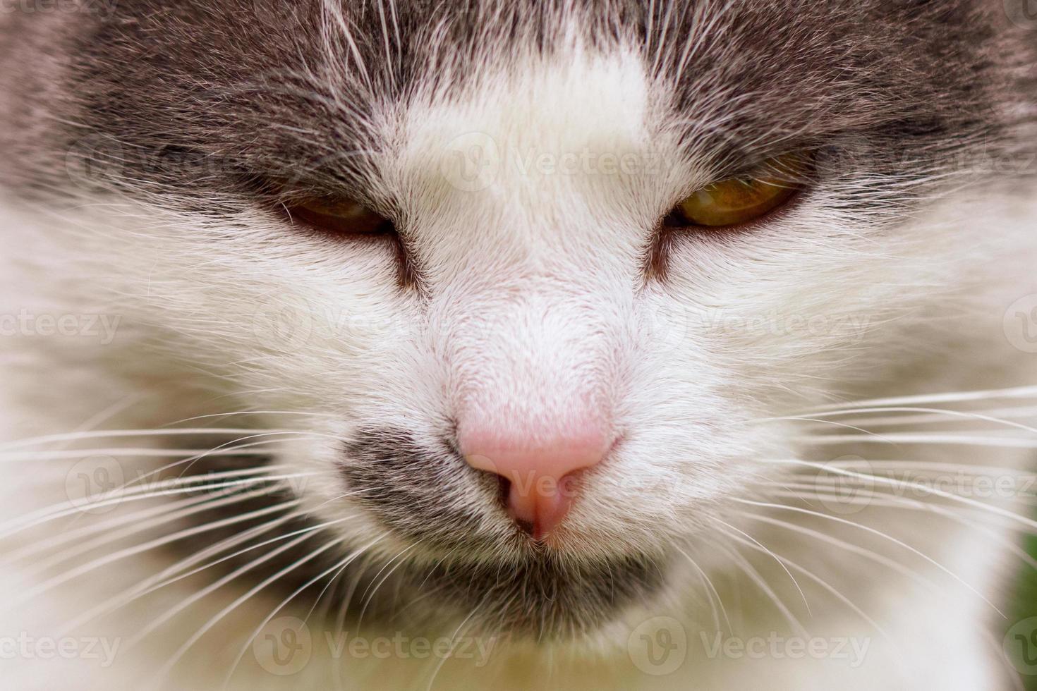 portrait of a cat close-up muzzle eyes and nose photo