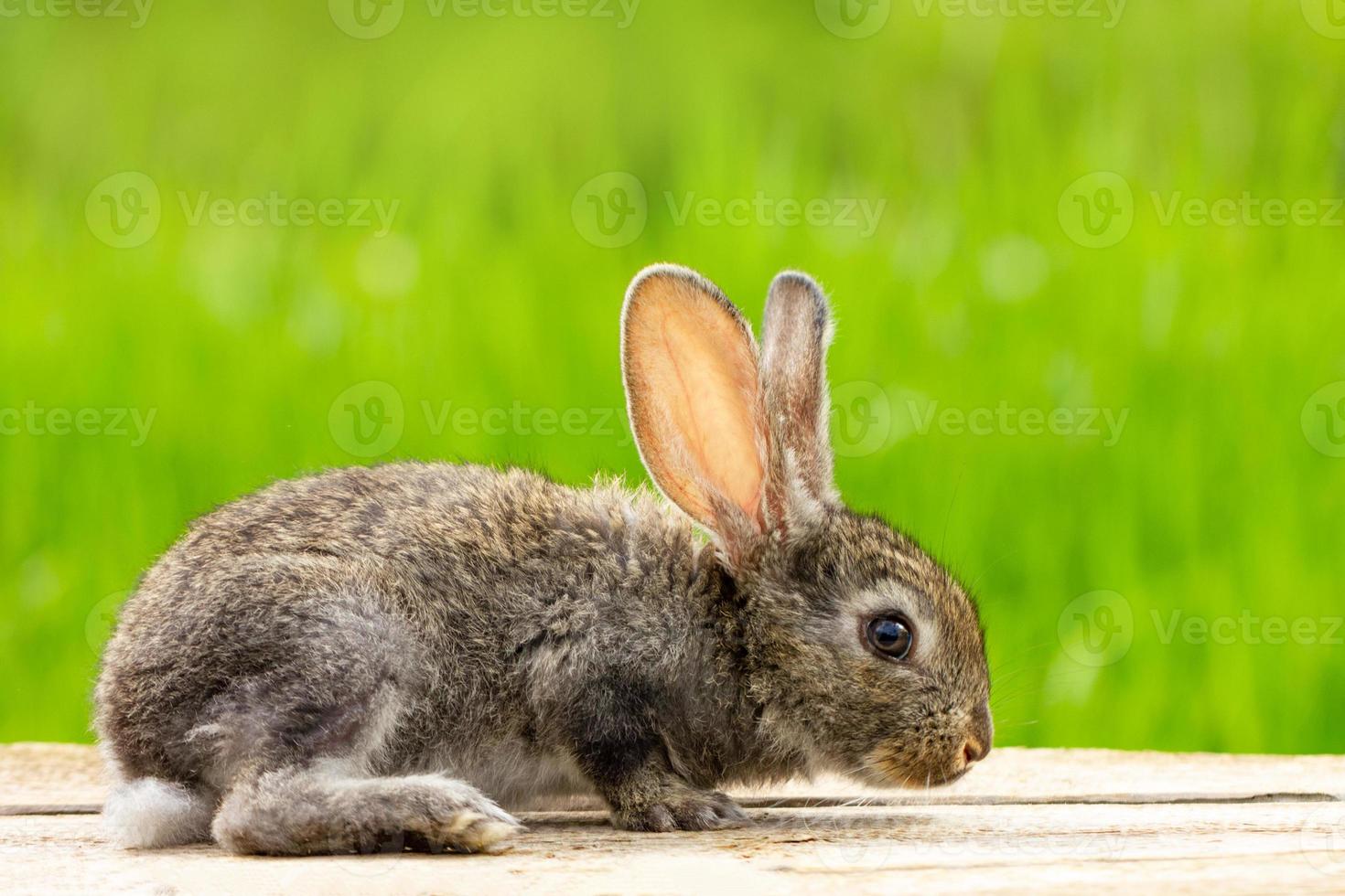 retrato de un lindo conejo gris esponjoso con orejas sobre un fondo verde natural foto