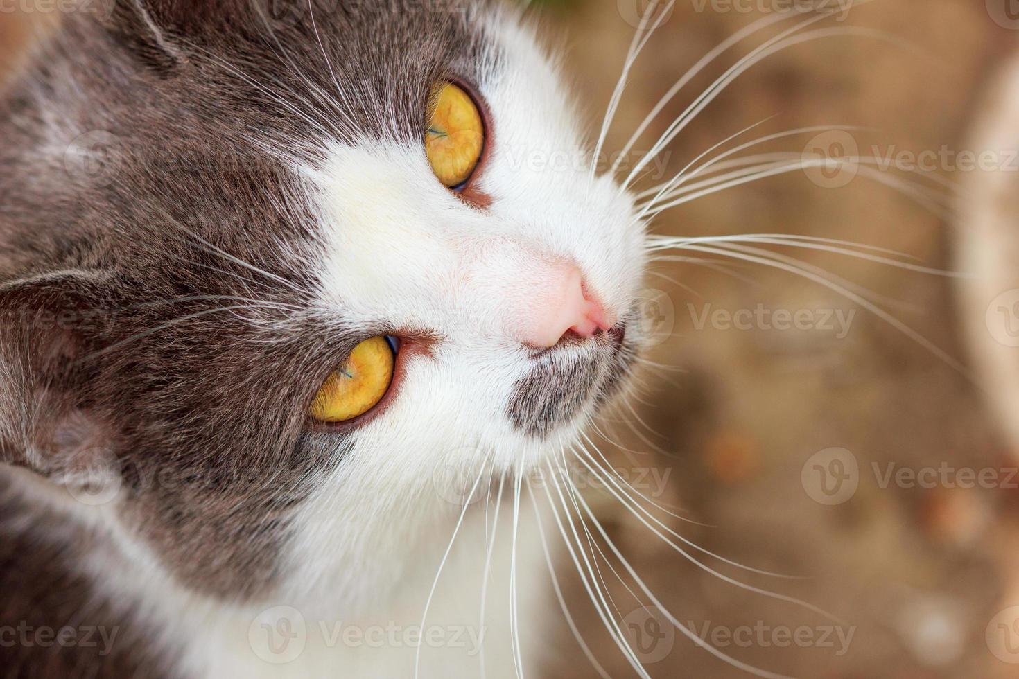 retrato de un gato loco miradas de primer plano foto