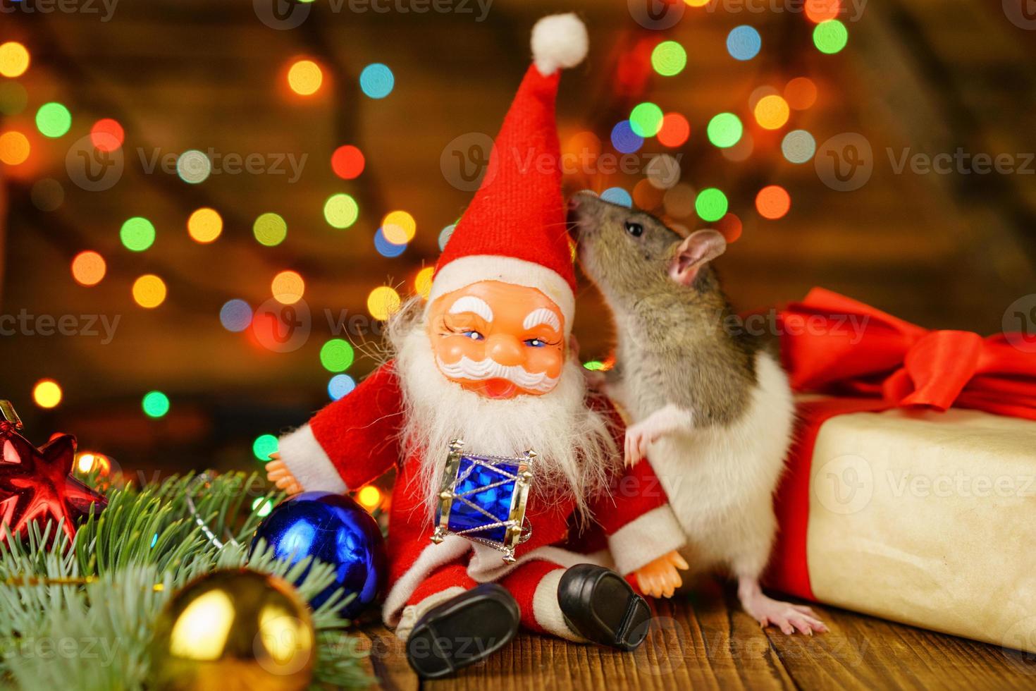 happy rat on with Santa Claus and gift on wooden background multicolored bokeh photo