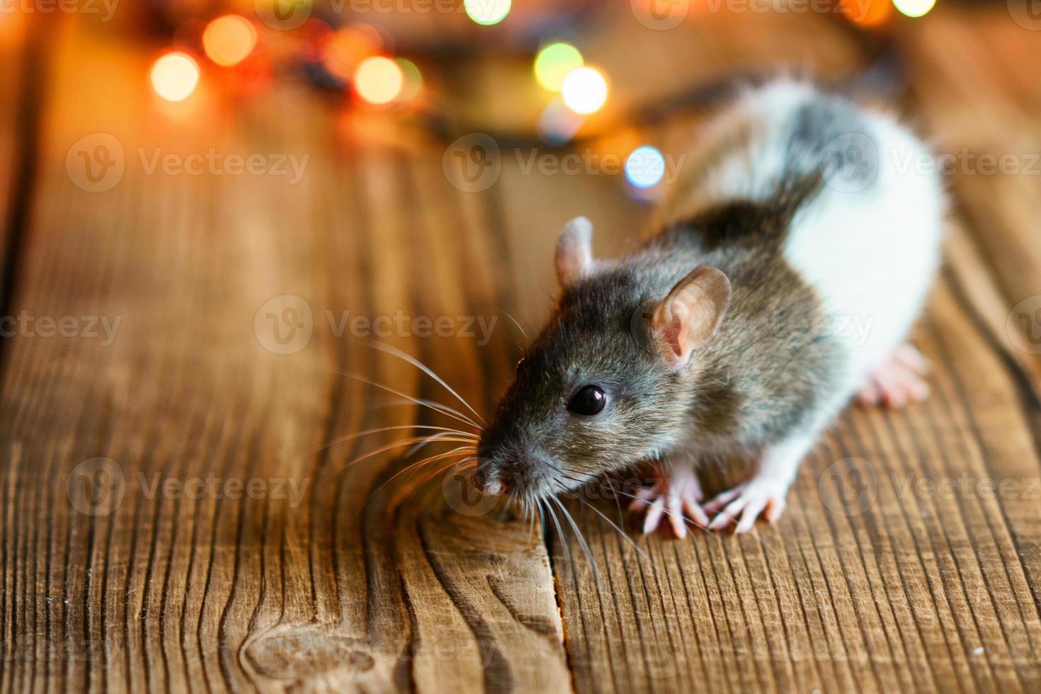 cute rat on wooden background beautiful bokeh photo