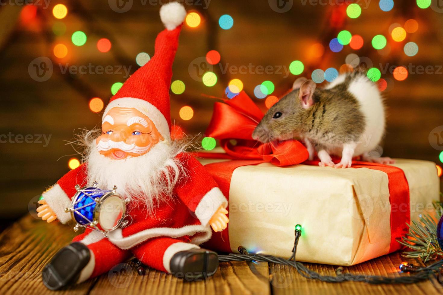 happy rat on with Santa Claus and gift on wooden background multicolored bokeh photo