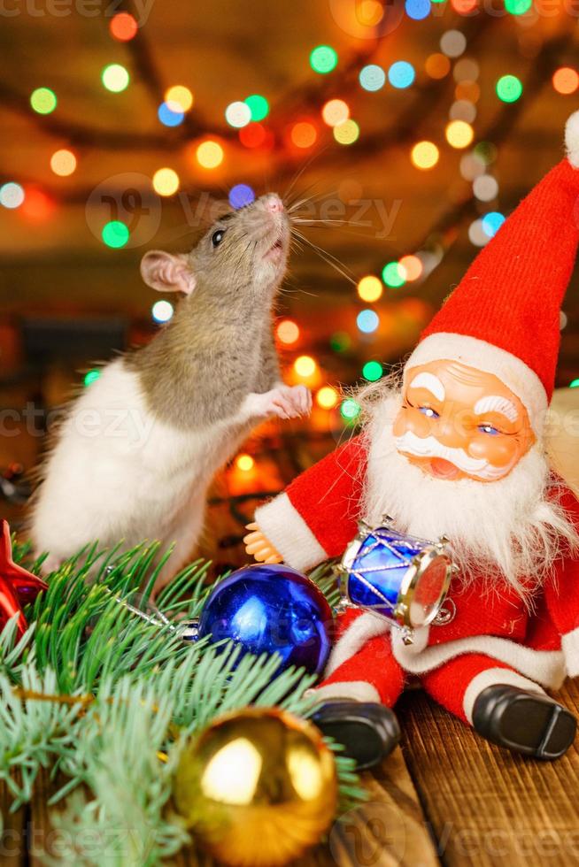 happy rat on with Santa Claus and gift on wooden background multicolored bokeh photo