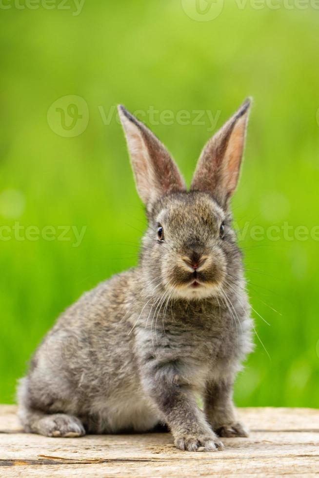 Portrait of a cute fluffy gray rabbit with ears on a natural green background photo