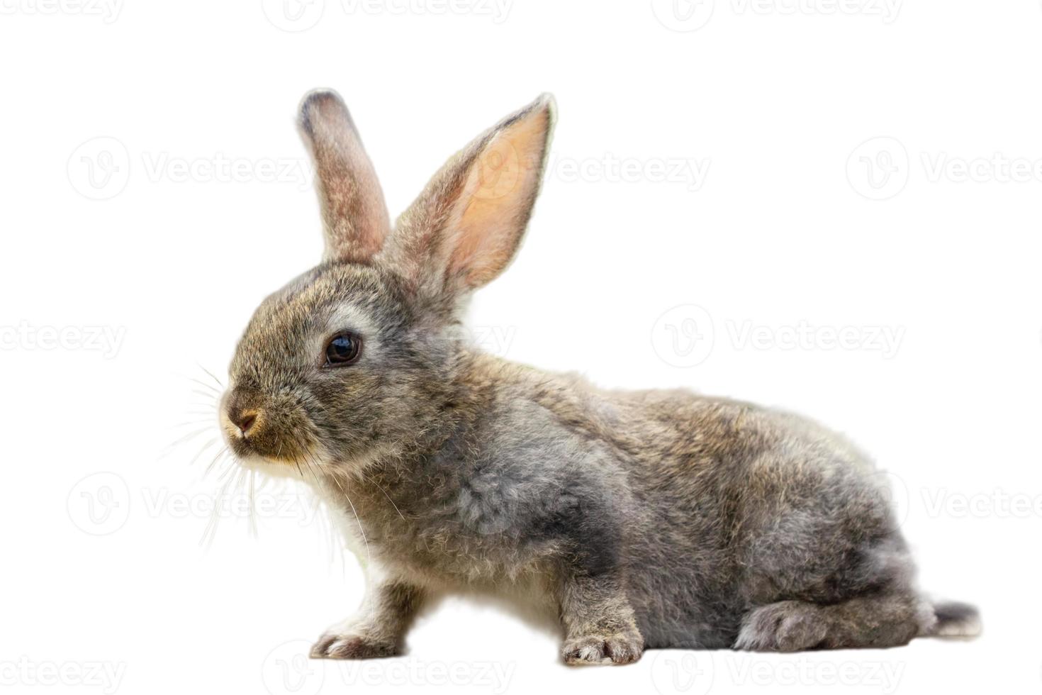 Furry cute rabbit on white background isolated photo